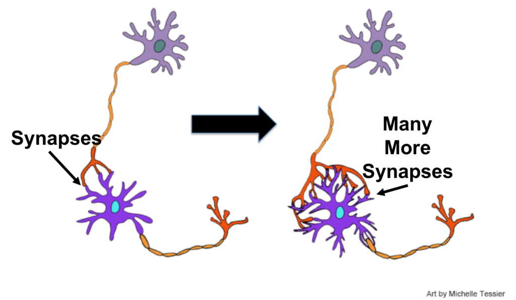 Neurons w Synapses