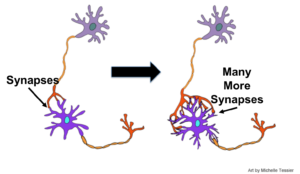 neurons synapses process